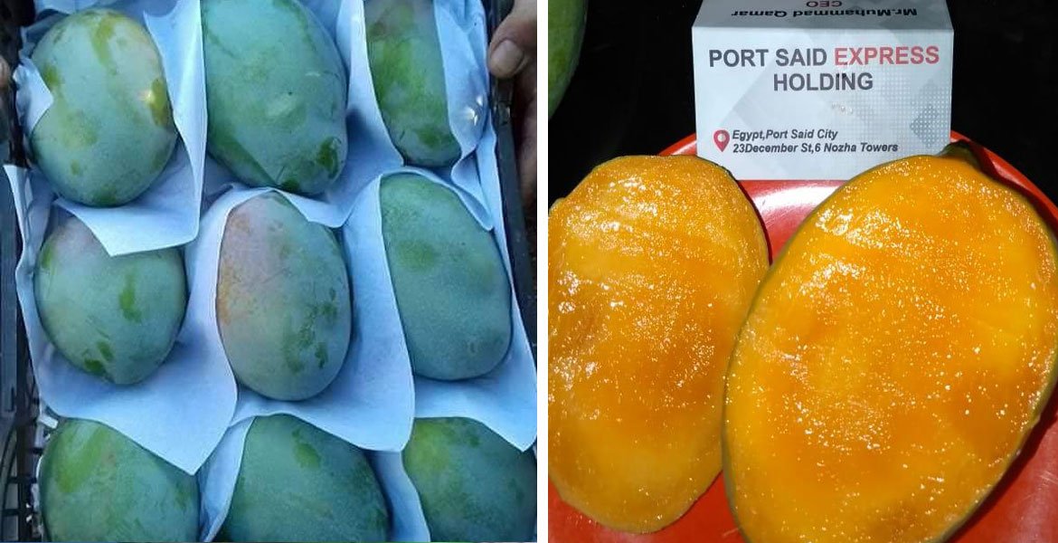 egypt mango Egypt Mango