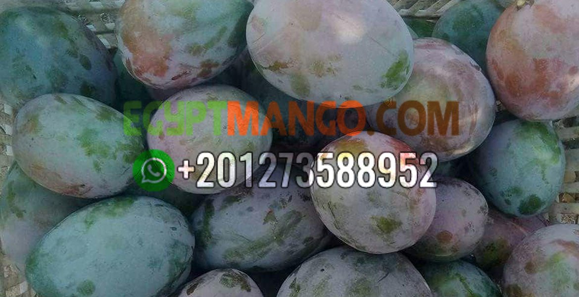 FRESH MANGO FRUIT , EGYPT MANGO Egypt Mango